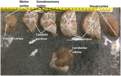 Proteasome localization and activity in pig brain and in vivo small molecule screening for activators